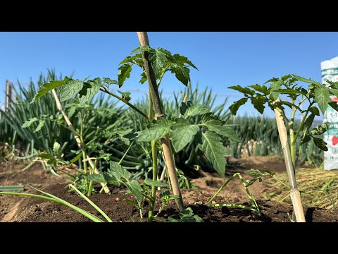  4月末にトマトを植えることはできますか？それらをうまく植えるにはどうすればよいでしょうか？簡単なビデオガイド  庭園