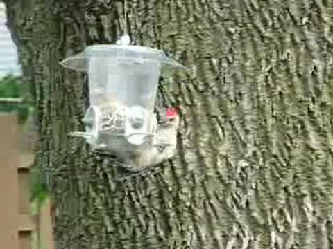 Red Bellied Woodpecker upside down at feeder