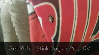 Get Rid of Stink Bugs in Your RV