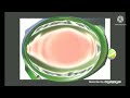 Gummy Bear Normal Vs Gummy Bear G Major 74 Powers