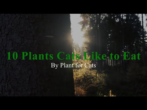 10 Plants Cats like to Eat