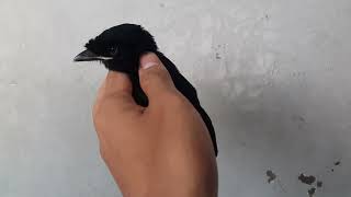 Download lagu Jangan sampe salah❗❗❗Perbedaan beberapa jenis anakan srigunting di Indonesia mp3