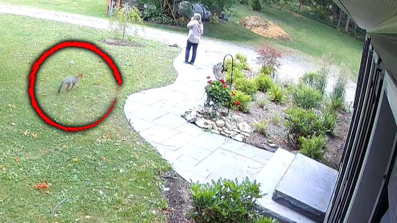 What to do if a fox bites you? Tipseri