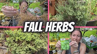 Plant These Herbs Now to Harvest All Fall #garden #fallgarden #herbs