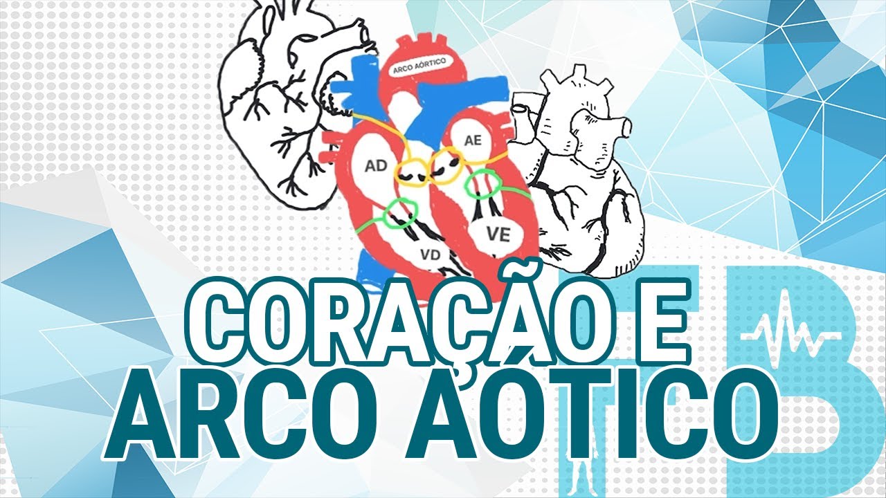 Coração e arco aórtico