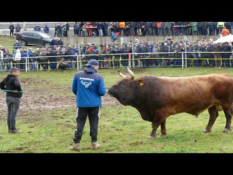 Dar Mar Kod Muje Hrvačića Vlasinje 2025