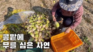 농촌의 김장 풍경 (콩밭에 왜 무를 심었나)