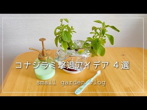 期限切れの牛乳は植物に良いのでしょうか？庭での良いアイデアまたは災難  庭園