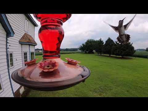 Hummingbirds