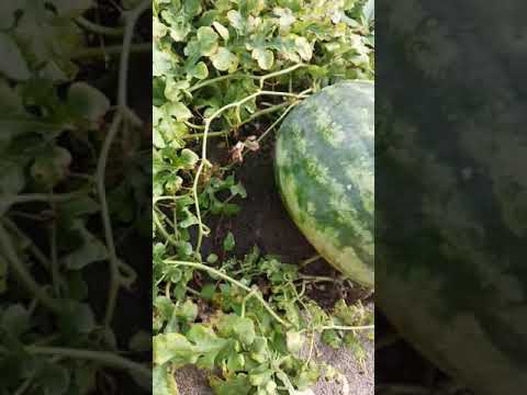 Como saber cuando la sandia esta lista para cortarla