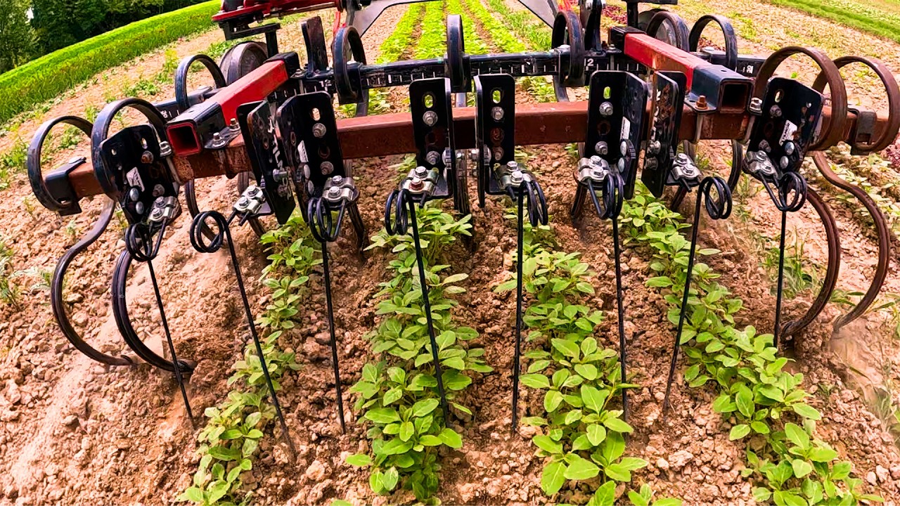 Torsion Weeder In Action On A Flower Farm