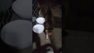 深夜に玄関を開けると、やってくる野良猫さん。 #猫 #shorts