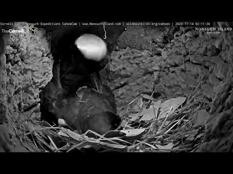 Bermuda Petrel (Cahow) nest preparation on Nonsuch Island 11/14/20
