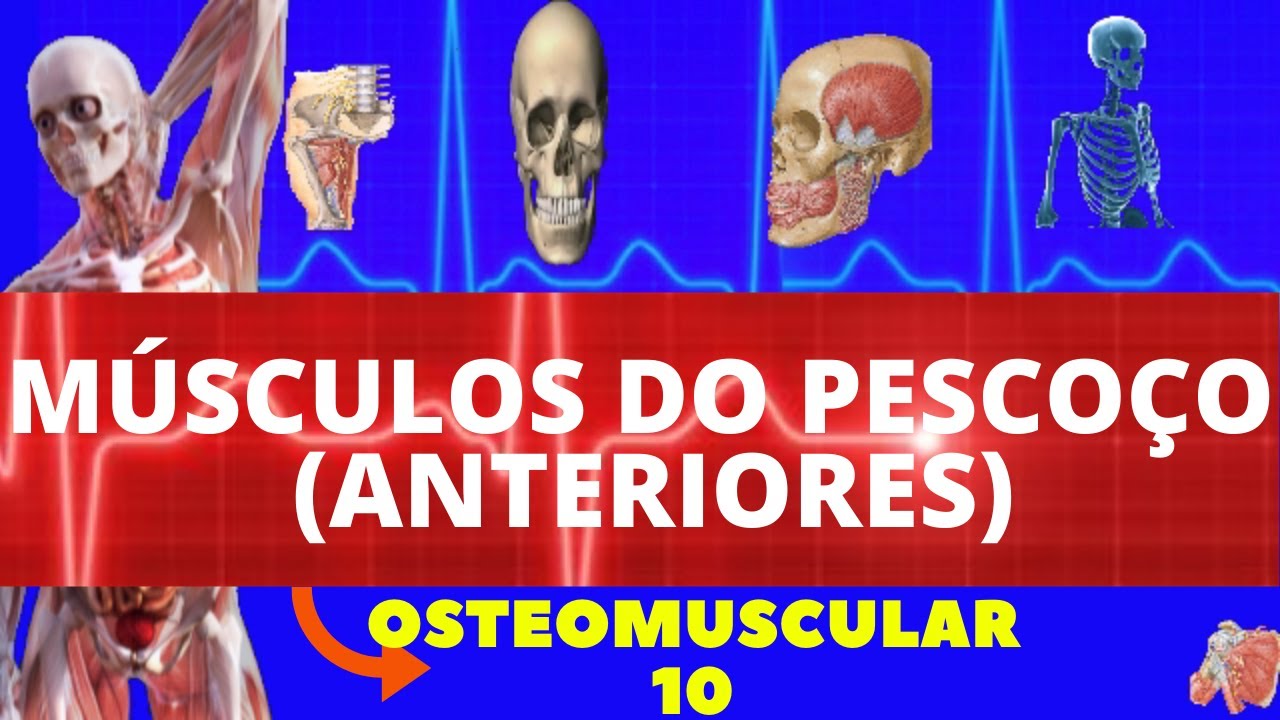 MÚSCULOS DO PESCOÇO (ANTERIORES) - ORIGEM INSERÇÃO AÇÃO - OSTEOMUSCULAR 10
