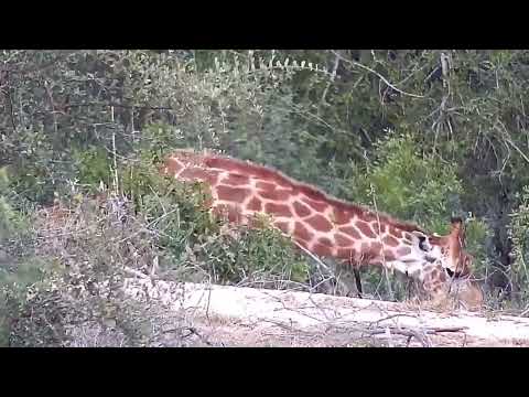Djuma: Giraffe - 16:50 - 07/24/2022