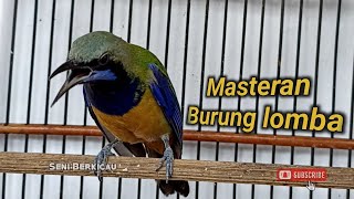 Download lagu Masteran burung paling banyak di cari kicau mania mp3