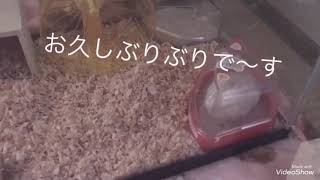 部屋掃除したら ねむるに異変が！？