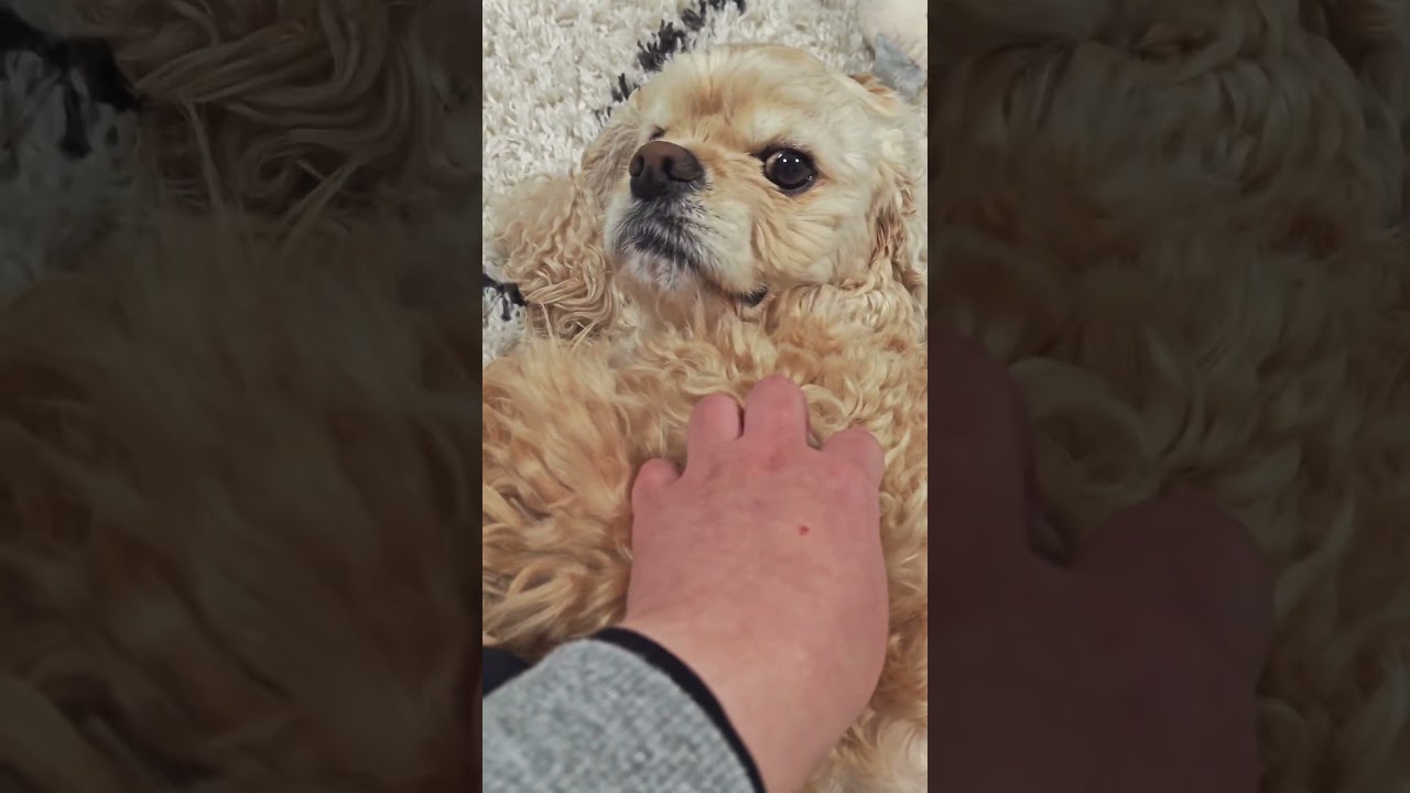 母に撫でられてリラックスしてる（コッカースパニエル）