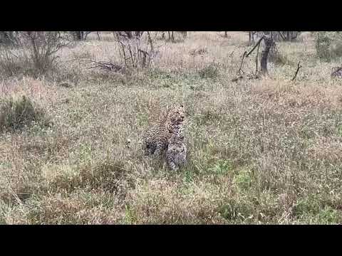 Leopards mating at Jaci’s Sabi House in the Sabi Sand Reserve