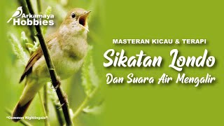 Download lagu KICAU BURUNG SIKATAN LONDO KOMBINASI SUARA AIR MENGALIR UNTUK MASTERAN DAN TERAPI BURUNG AGAR GACOR mp3 Download lagu KICAU BURUNG SIKATAN LONDO KOMBINASI SUARA AIR MENGALIR UNTUK MASTERAN DAN TERAPI BURUNG AGAR GACOR mp3