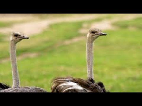 50 Ostriches vs 42 Giraffes | Beast Battle Simulator