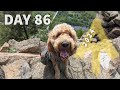 Yes Leo Climbed That! - Day 86 - Appalachian Trail