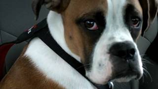 Pickles the Boxer is Sad After Leaving the Pet Store