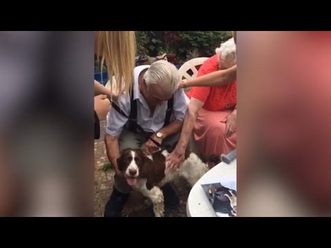82-Year-Old Sobs When Granddaughter Surprises Him With Dog After His Died
