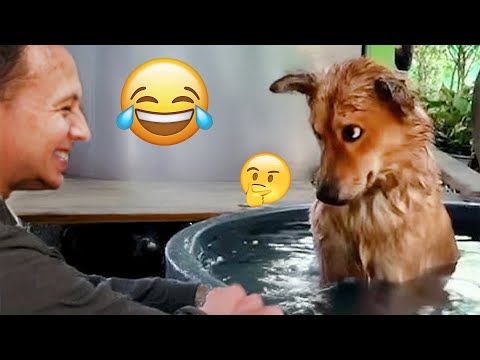 I dare you not to LAUGH at these FUNNY DOGS 😁🦮 - Best Funny Animals Videos 2025 #64