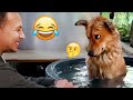 I Dare You Not To LAUGH At These FUNNY DOGS Best Funny Animals Videos 2025 64
