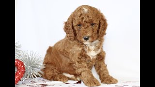 Video preview image #1 Goldendoodle (Miniature) Puppy For Sale in GORDONVILLE, PA, USA