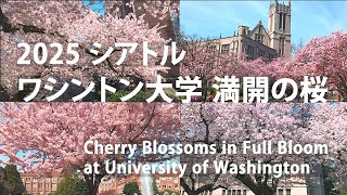 ワシントン大学 満開の桜 Cherry Blossoms in Full Bloom at University of Washington
