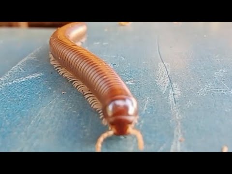 HORROR! Red Millipede - short video #snailhunter