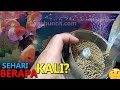 Dalam Sehari Berapa Kali Kasih Makan Ikan Hias