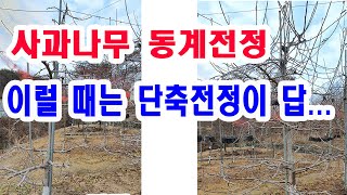 사과나무 동계전정. 이럴 때는 단축전정이 답...(사과 겨울전정, 주지가 길어 안쪽까지 햇빛이 들지 않으면 …