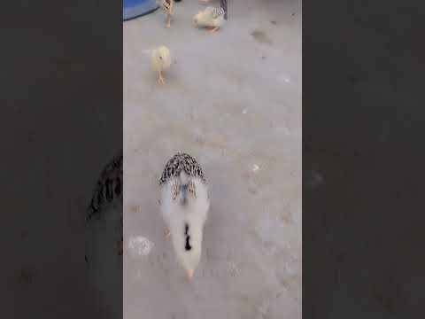 #allpetloversaseel birds#Muneeb pet vlog ♥️♥️♥️😎😎😍😍