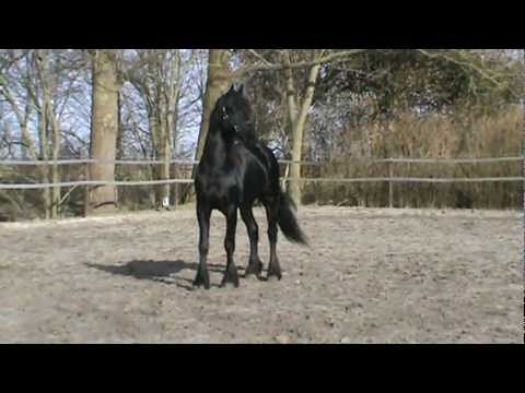 Douwe (Maeije 440 x Sytse 385) - 2009  show stallion - full papers