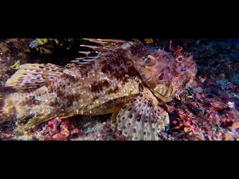 Noi ci immergiamo 🤿! E tu?🐳🐬🦭🐟🐠🐡🦈🐙🐚🪸🪼🦀🦞🦐🦑