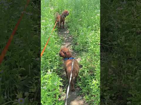 Ella's Cautious Walk