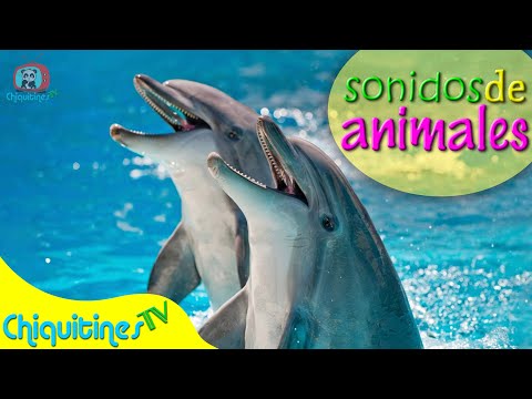 El Sonido de los Animales 2 - Aprende los sonidos de animales - Videos Reales
