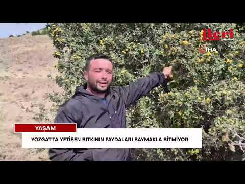 Yozgat'ta yetişen bitkinin faydaları saymakla bitmiyor | İleri Gazetesi