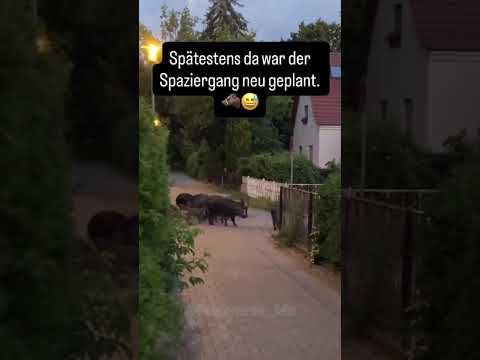 #deutschland #lachen #lustig #witzig #ironie #spaß #funny #comedy #flachwitz #memes