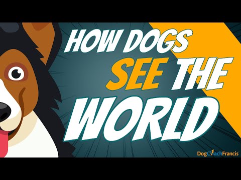 Dogs have amazing eyes | Dog Eyes and How they see the world | ENGLISH