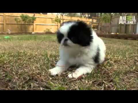 Pet4you.gr: Dogs Japanese Chin - Ιαπωνέζικο Τσίν