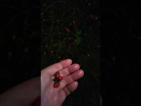 FULL VIDEO 20. november 2020 Bigfoot, the univers, song, and....