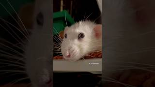 Download lagu Pet Rat Boggling 🐭 #shorts #rats mp3