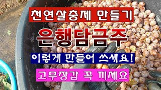 [텃밭농부 2,098]  천연살충제 은행담금주. 이렇게 만들어서 쓰세요! #천연살충제 #은행