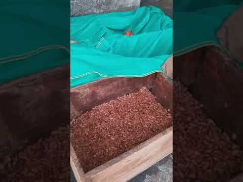 Talking to the cacao farmer about his process of fermentation part 1