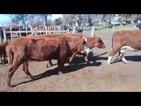 70 Vacas Angus Manufactura y Conserva de 380 Kg. Gregorio Aberasturi SRL