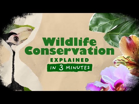 Wildlife Conservation | Explained in 3 Minutes #04